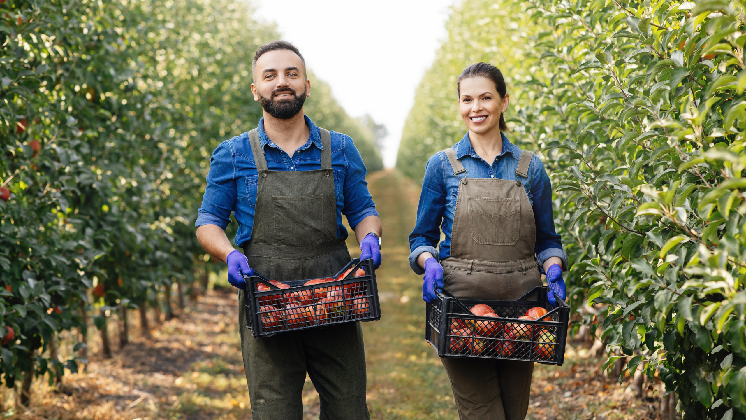 Fruit Picker Jobs: Requirements